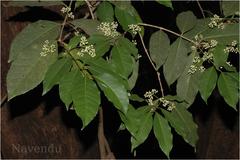 Olea dioica